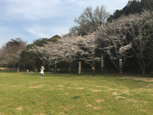 広場をぐるりと囲む桜